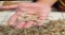 Small Size Shrimp Local Farming