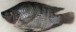 Talapia Fish