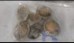 Frozen Australian Greenlip Abalone